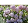 Kokveida hortenzija ,,Candybelle Bubblegum,, /Hydrangea arborescens/- C3 kont.