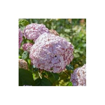 Kokveida hortenzija ,,Candybelle Bubblegum,, /Hydrangea arborescens/- C3 kont.