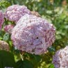 Kokveida hortenzija ,,Candybelle Bubblegum,, /Hydrangea arborescens/- C3 kont.