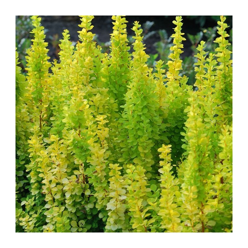 Bārbele, tunberga 'Golden Torch' - C2 kont.