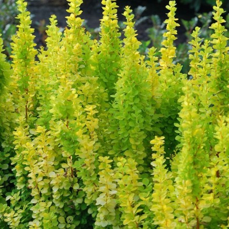 Bārbele, tunberga 'Golden Torch' - C2 kont.