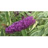 Budlėja, Dovydo 'Harlequin' /Buddleja davidii/ - P9 kont.