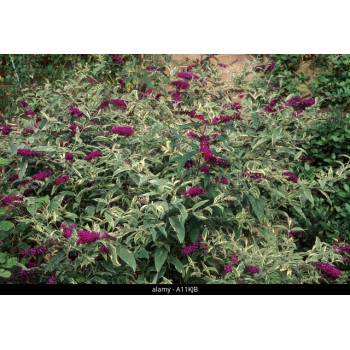 Budleja dāvida 'Harlequin' /Buddleja davidii/ - P9 kont.