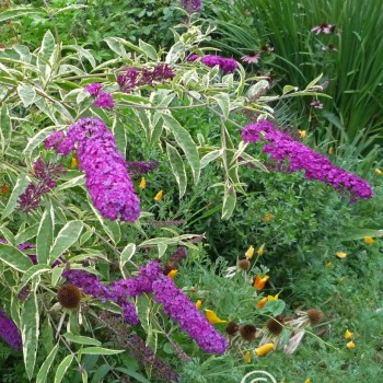Budleja dāvida 'Harlequin' /Buddleja davidii/ - P9 kont.
