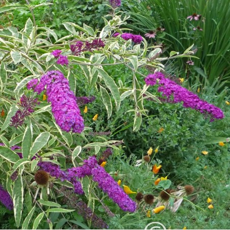 Budleja dāvida 'Harlequin'/Buddleja davidii/