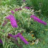Budlėja, Dovydo 'Harlequin' /Buddleja davidii/ - P9 kont.