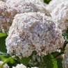 Kokveida hortenzija ,,Candybelle Marshmallow,, /Hydrangea arborescens/ - C3 kont.