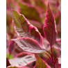 Grimonis “Miracle”/Cornus alba/  - C2,5 kont.