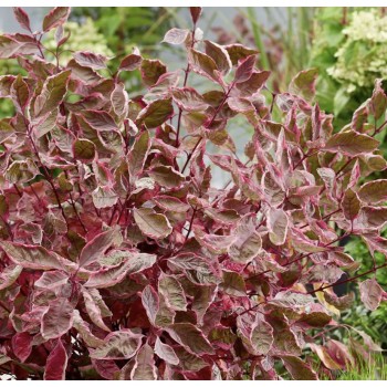 Grimonis “Miracle”/Cornus...