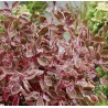 Grimonis “Miracle”/Cornus alba/  - C2,5 kont.