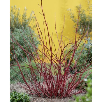 Grimonis “Miracle”/Cornus alba/  - C2,5 kont.