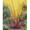 Grimonis “Miracle”/Cornus alba/  - C2,5 kont.