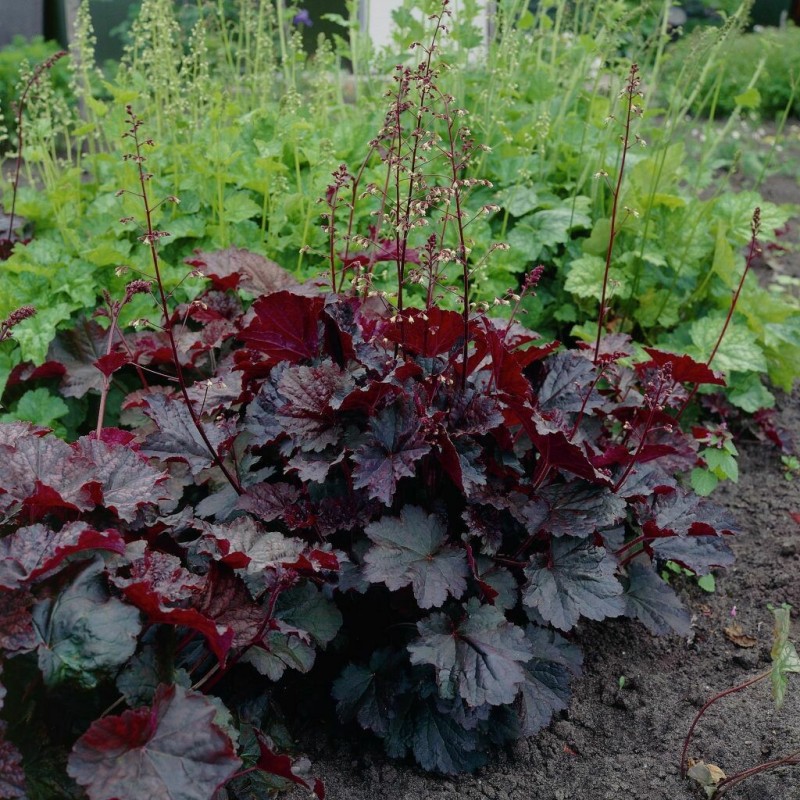 Heihēra, sīkziedu ‘Palace Purple’/Heuchera micrantha (americana)/ C2 kont.