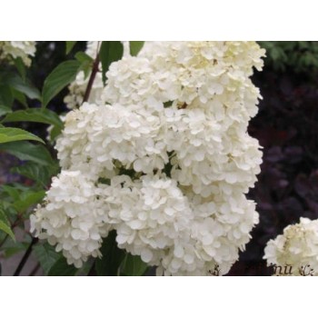 Skarainā hortenzija ,,Phantom,, /hydrangea paniculata/ - C5 kont.