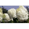 Skarainā hortenzija ,,Phantom,, /hydrangea paniculata/ - C5 kont.