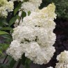 Skarainā hortenzija ,,Phantom,, /hydrangea paniculata/ - C5 kont.