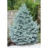 Asā egle - Picea pungens 'Glauca Majestic blue' - C3 kont., 30cm.