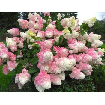 Skarainā hortenzija 'Vanille Fraise' /Hydrangea paniculata/ -C5kont.