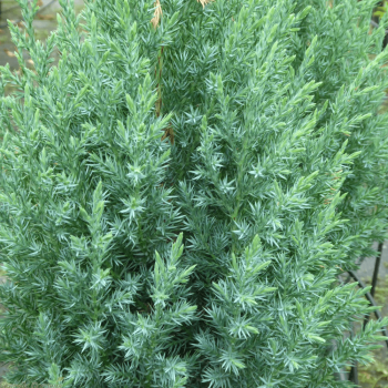 Ķīnas kadiķis “Stricta” /juniperus chinensis/ - C3 kont.
