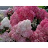 Skarainā hortenzija 'Vanille Fraise' /Hydrangea paniculata/ -C5kont.