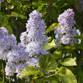 Ceriņš 'Aucubeafolia' /Syringa vulgaris/ - C3 kont.