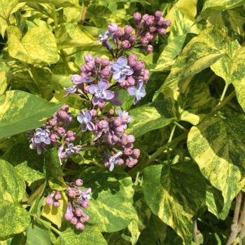 Ceriņš 'Aucubeafolia' /Syringa vulgaris/ - C3 kont.