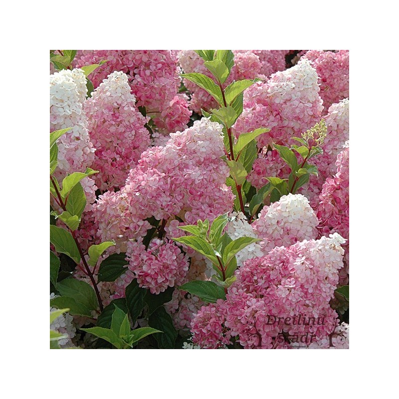 Skarainā hortenzija 'Vanille Fraise' /Hydrangea paniculata/ -C5kont.