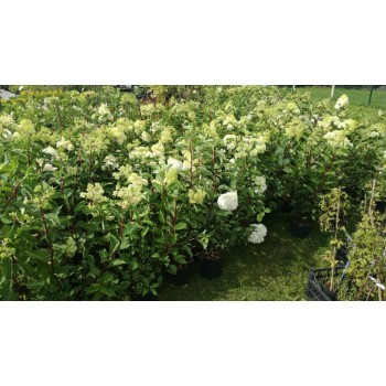 Skarainā hortenzija 'Vanille Fraise' /Hydrangea paniculata/ -C5kont.