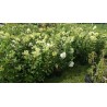 Skarainā hortenzija 'Vanille Fraise' /Hydrangea paniculata/ -C5kont.