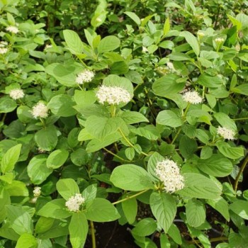 Atvasainais grimonis ,,Flaviramea"/Cornus sericea/ - C3 kont.