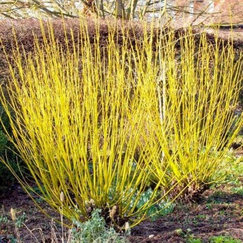 Atvasainais grimonis ,,Flaviramea"/Cornus sericea/ - C3 kont.