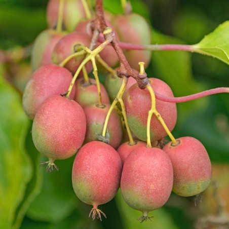 Aktinīdija (kivi) 'Ananasnaya' (siev.) 80-100cm. C3 kont.