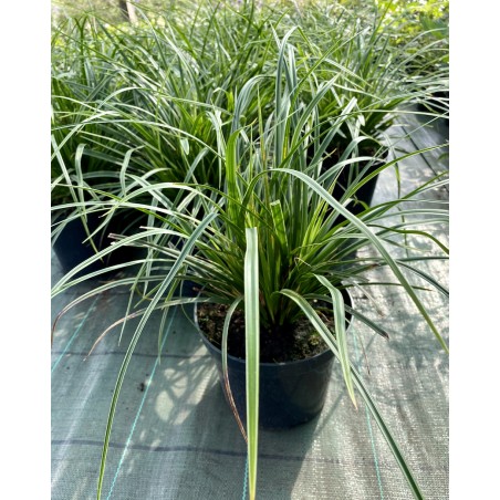 Morova grīslis 'Variegatta' C3