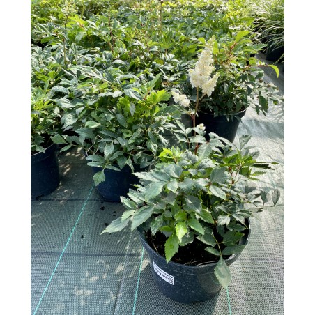 Astilbe ārendsa 'Astary White'