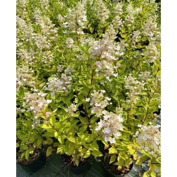 Hortenzija, hortenzija ,,Kyushu,, /Hydrangea paniculata/ - C3 kont.