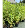 Skarainā hortenzija ,,Limelight,, /Hydrangea paniculata/ - C3 kont.