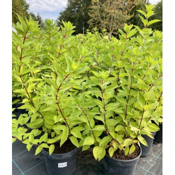 Skarainā hortenzija ,,Bombshell,, /Hydrangea paniculata/ - C2,5 kont.