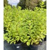 Skarainā hortenzija ,,Bombshell,, /Hydrangea paniculata/ - C2,5 kont.