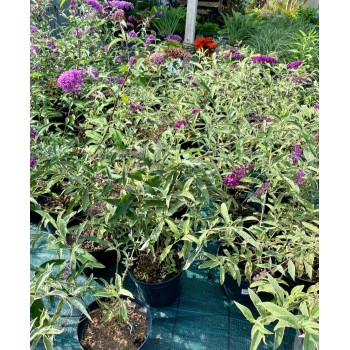 Budleja dāvida 'Harlequin' /Buddleja davidii/ - P9 kont.