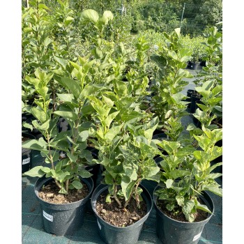 Alyva 'Aucubeafolia' /Syringa vulgaris/ - C3 kont.