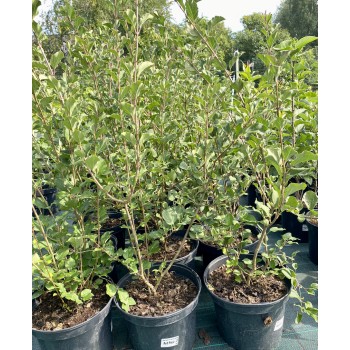 Meijera ceriņš 'Red Pixie' /Syringa meyeri/ - C2,5 kont.