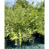 Deicija 'Kalmiiflora'/Deutzia purpurascens/ - C3 kont.