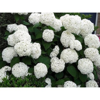 Kokveida hortenzija ,,Annabelle,, /hydrangea arborescens/- C3kont.