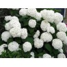 Hortenzija, kokveida ,,Annabelle,, /hydrangea arborescens/- C5 kont.