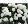 Kokveida hortenzija ,,Annabelle,, /hydrangea arborescens/- C3kont.