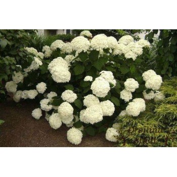 Kokveida hortenzija ,,Annabelle,, /hydrangea arborescens/- C3kont.