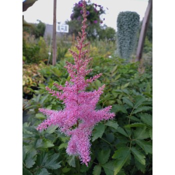 Astilbe, ārendsa 'Amethyst'/Astilbe x arendsii/C2 kont.
