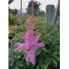 Astilbe, ārendsa 'Amethyst'/Astilbe x arendsii/C2 kont.