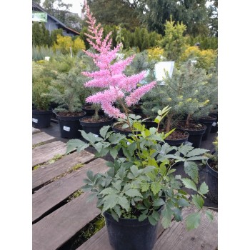 Astilbe, ārendsa 'Amethyst'/Astilbe x arendsii/C2 kont.