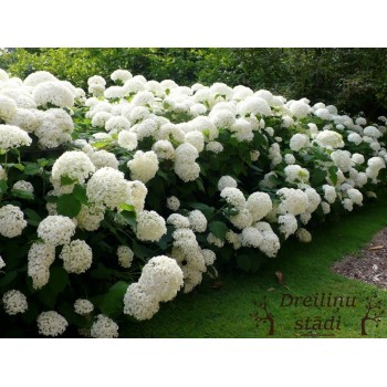 Kokveida hortenzija ,,Annabelle,, /hydrangea arborescens/- C3kont.